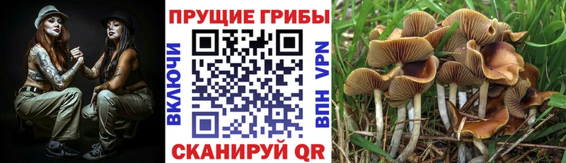 купить наркотик  Назрань  Галлюциногенные грибы мухоморы 